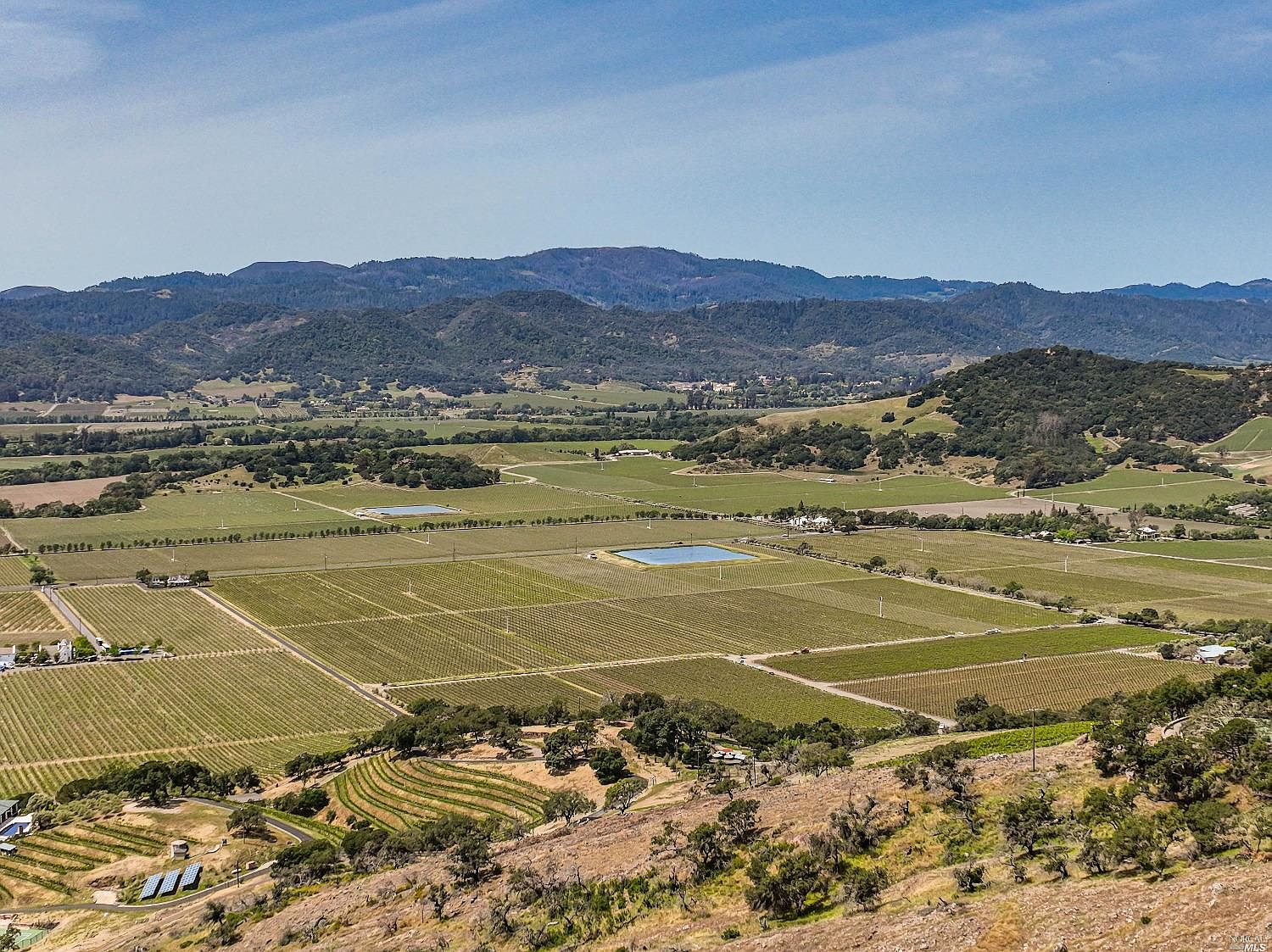 Wide hilltop view across the Napa valley floor showing rows of vineyard and the Mayacamas range on the horizon.